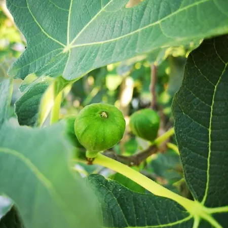 Del Fiume - Le Vecchie Vasche *