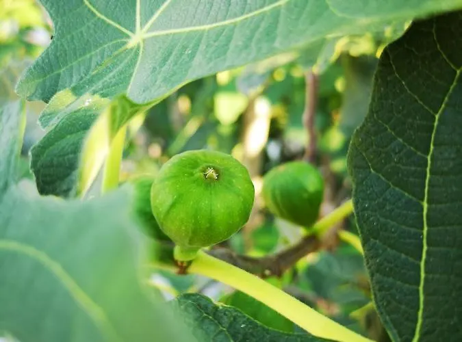 Del Fiume - Le Vecchie Vasche *